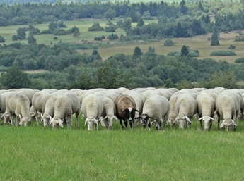Shafschurwolle in Alpenland - Vorschau ausHerkunft