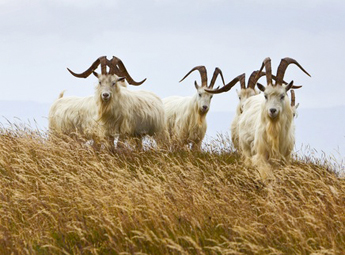 Kaschmir Ziegen - Naturbild aus Schottland